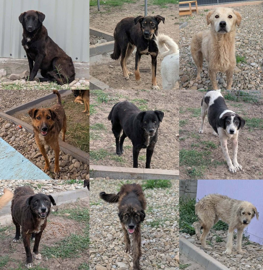 Gerettete Hunde aus Vrancea 1
