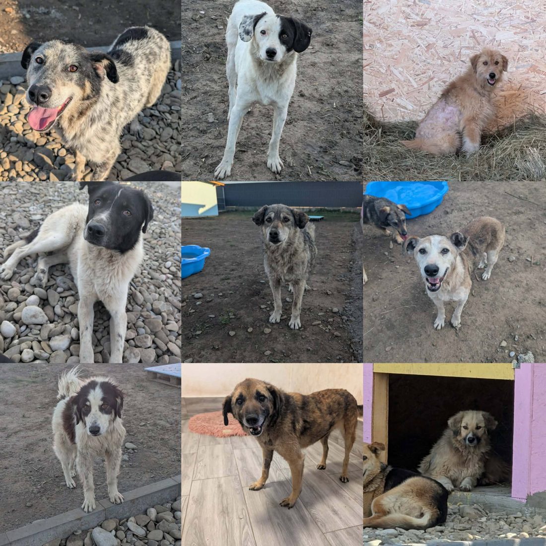 Gerettete Hunde aus Vrancea 2