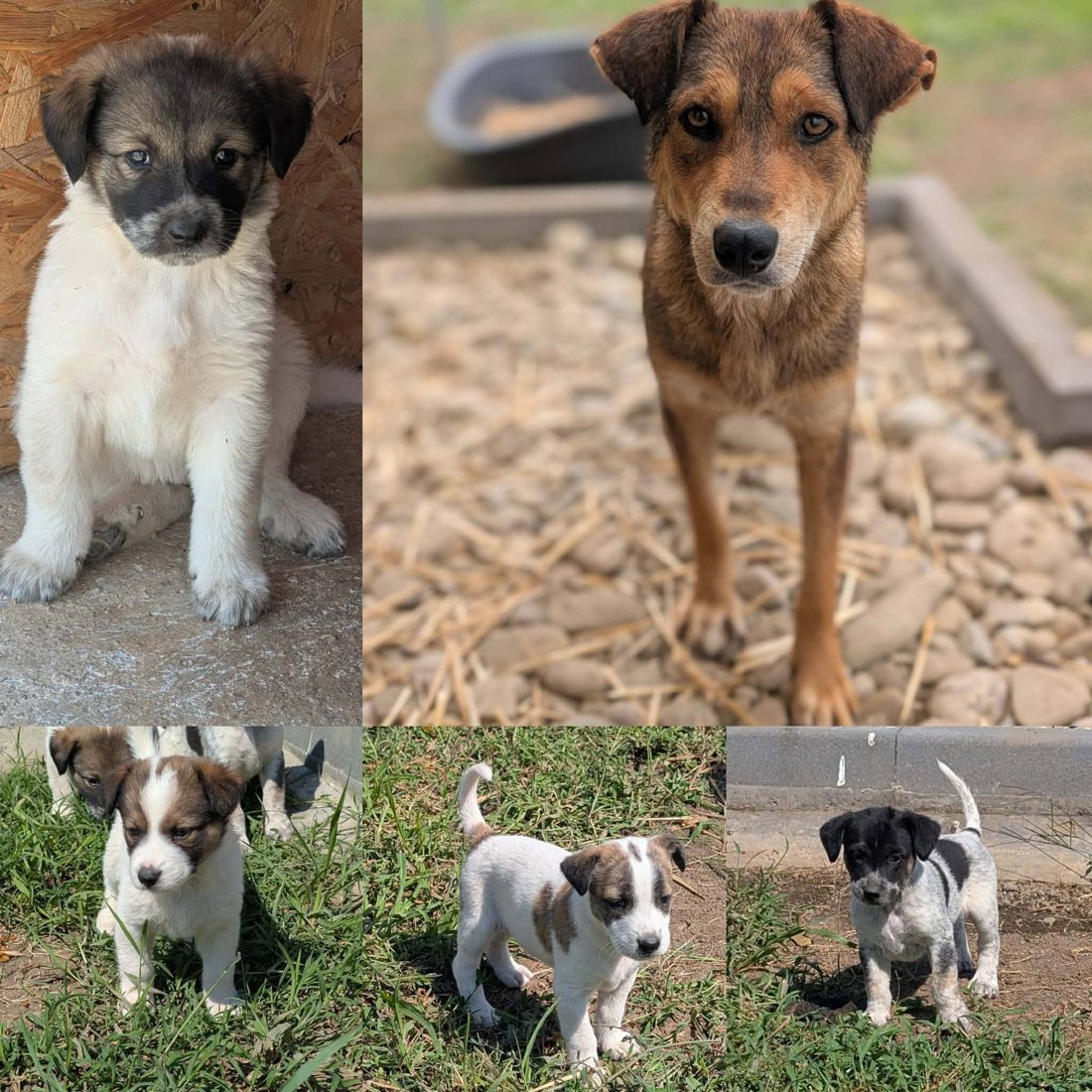 Gerettete Hunde aus Vrancea 3