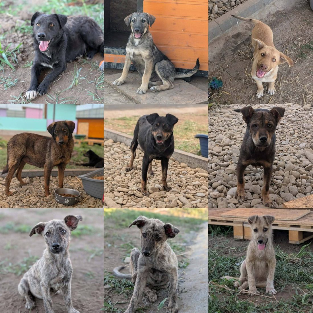 Gerettete Hunde aus Vrancea 4