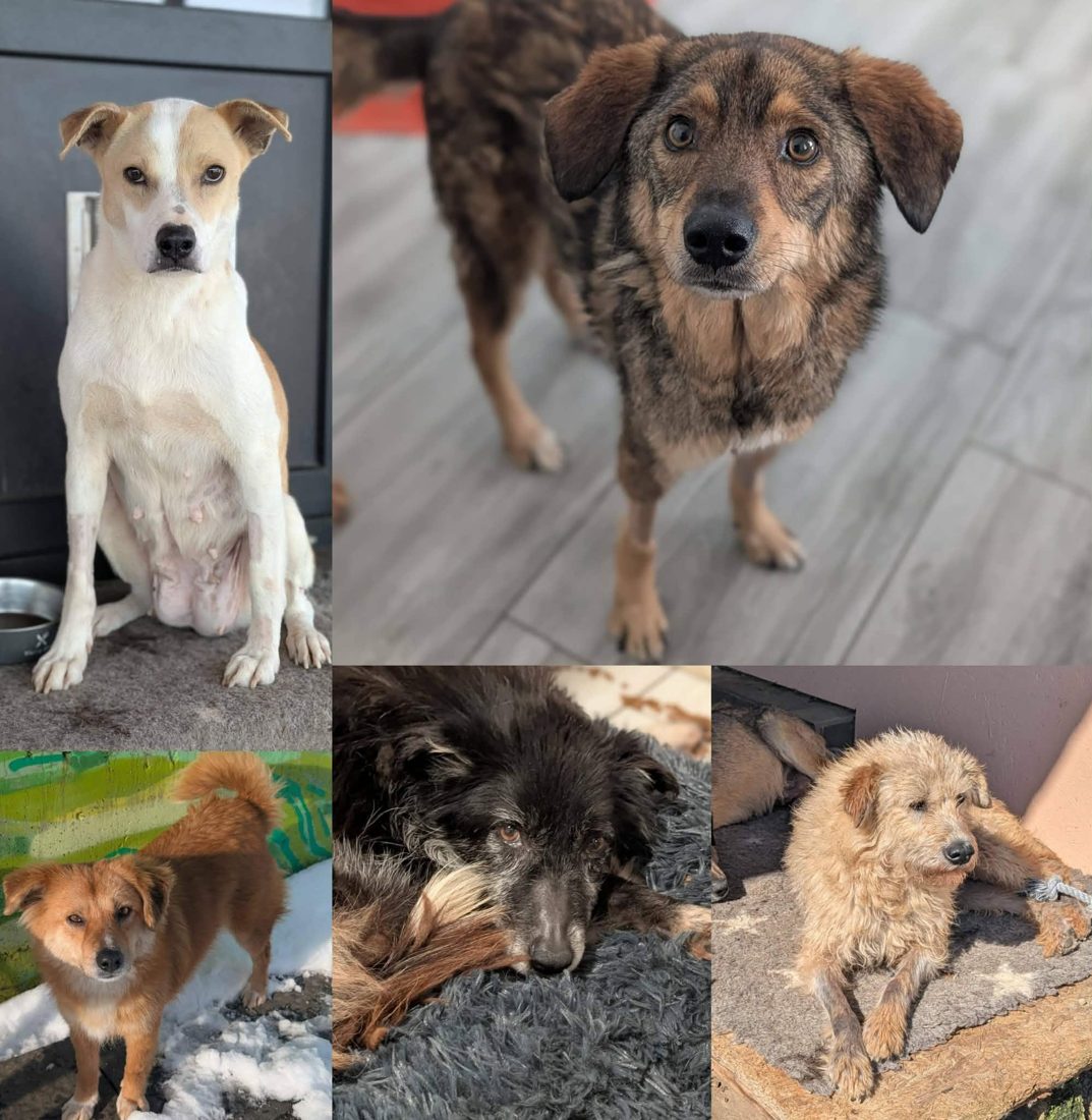 Gerettete Hunde aus Vrancea 5