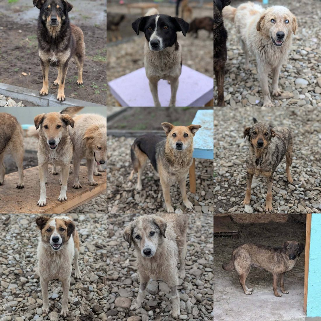Gerettete Hunde aus Vrancea 6