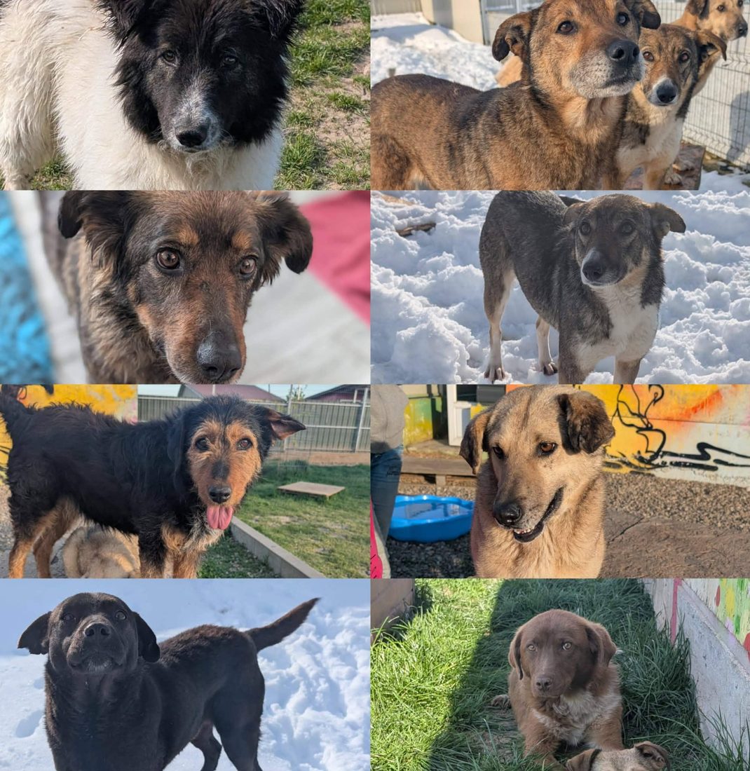 Gerettete Hunde aus Vrancea 7