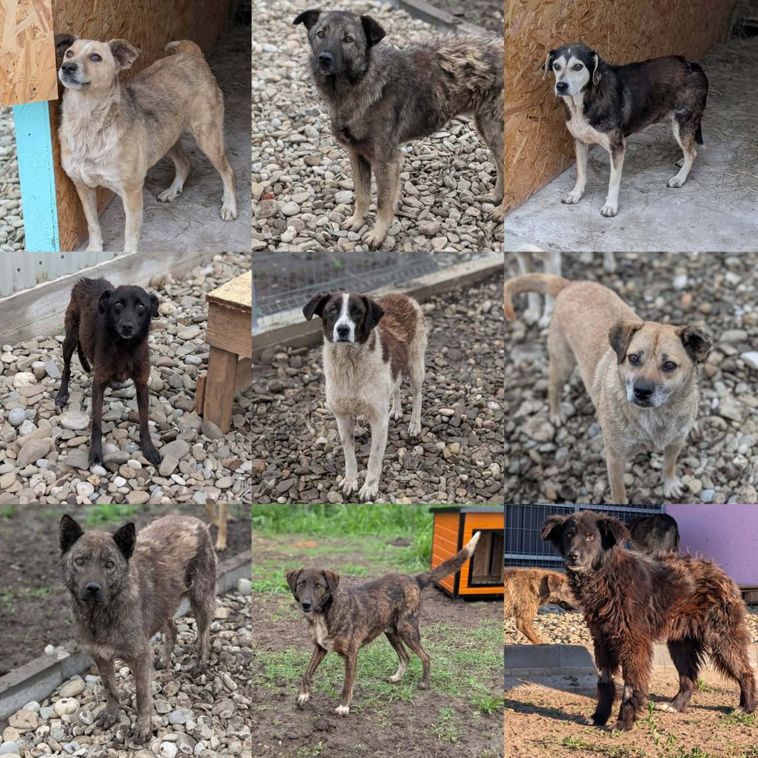 Gerettete Hunde aus Vrancea 8