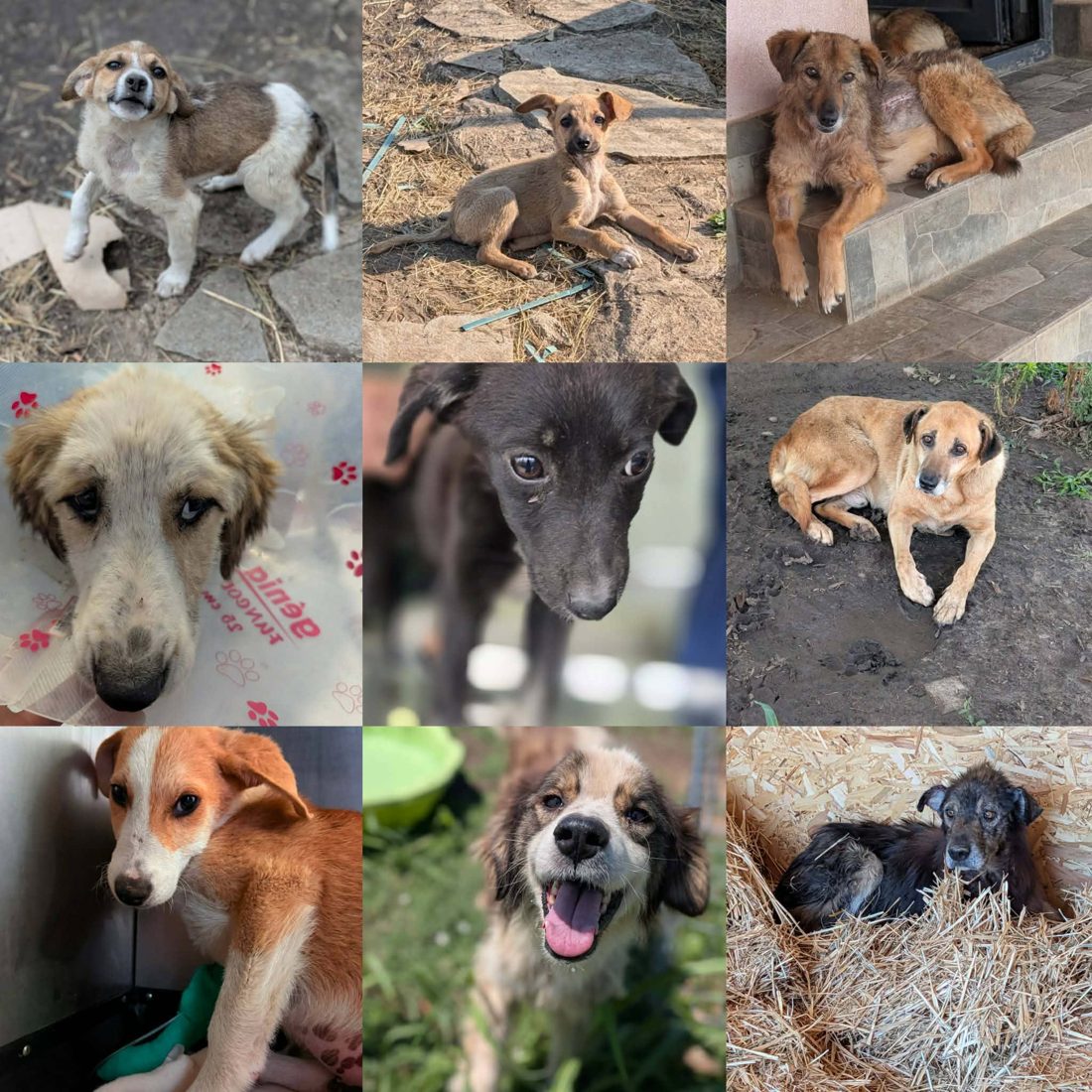 Gerettete Hunde aus Vrancea 9