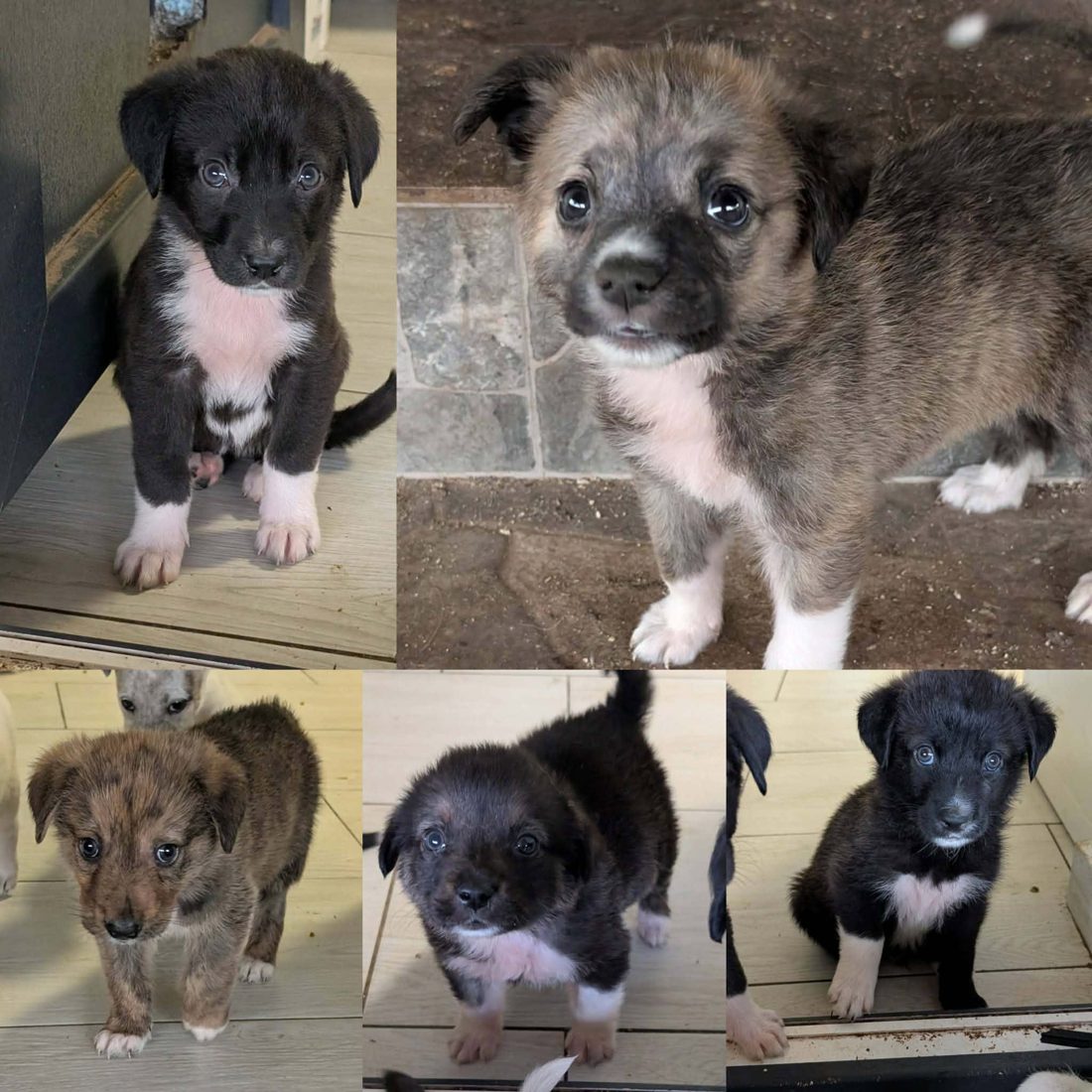 Gerettete Hunde aus Vrancea 10