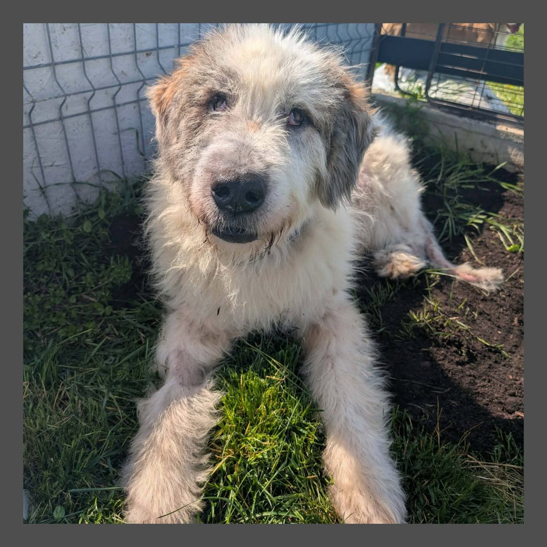 Gerettete Hunde aus Vrancea 11