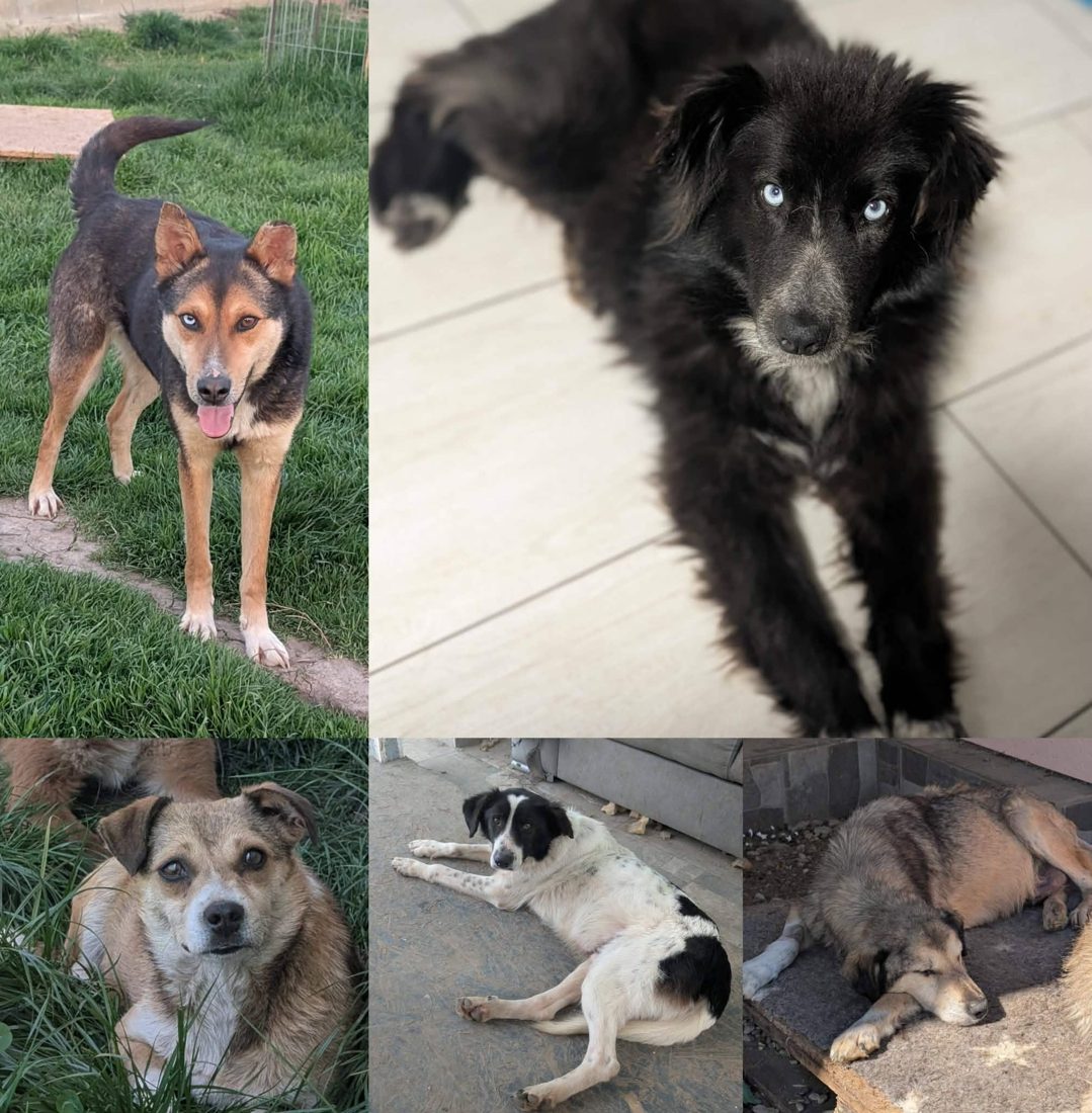Gerettete Hunde aus Vrancea 12
