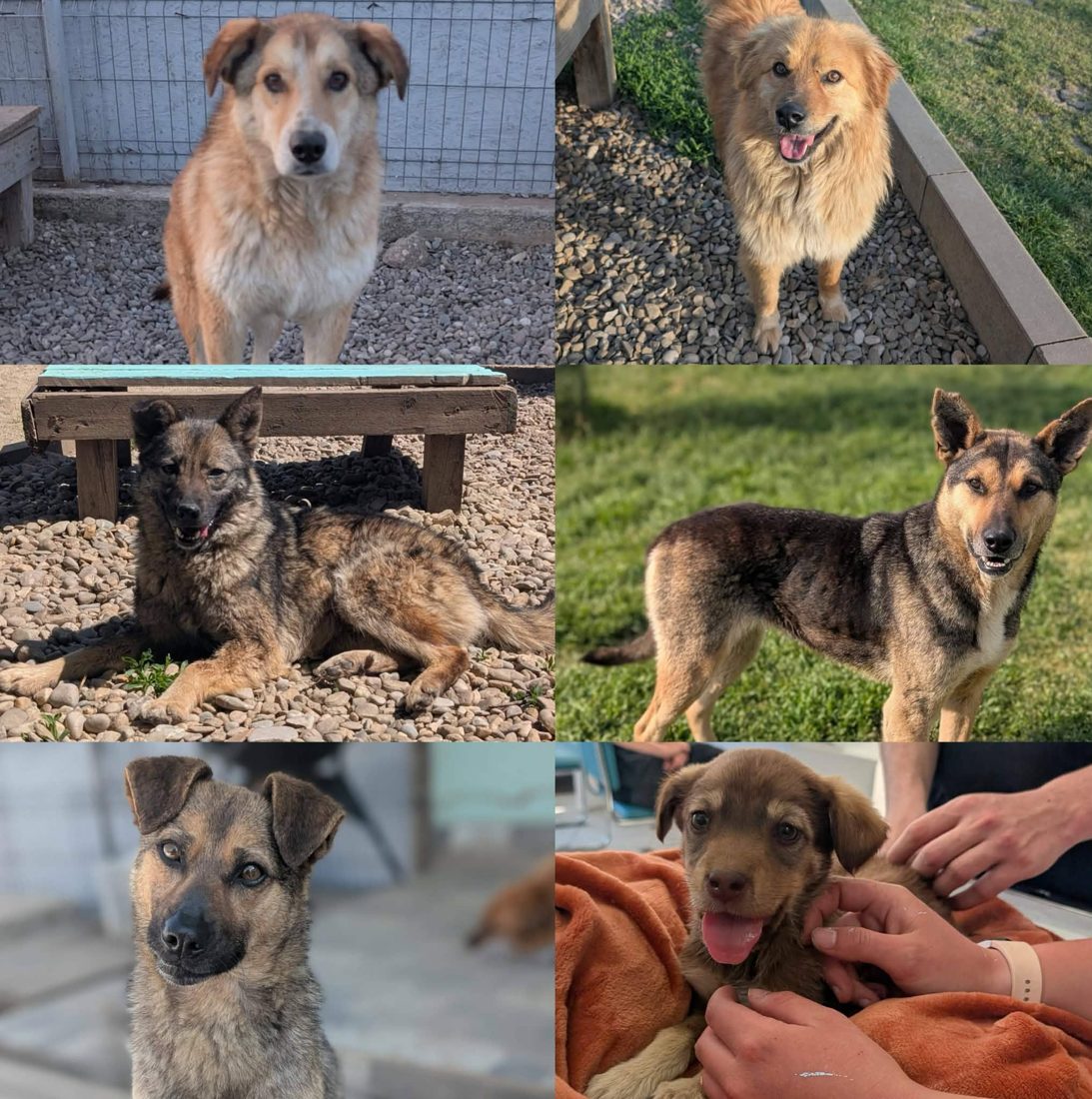 Gerettete Hunde aus Vrancea 13