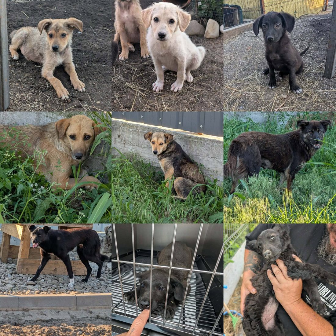 Gerettete Hunde aus Vrancea 14