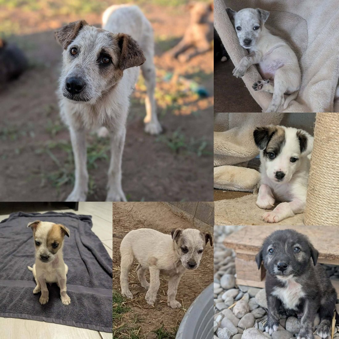 Gerettete Hunde aus Vrancea 15