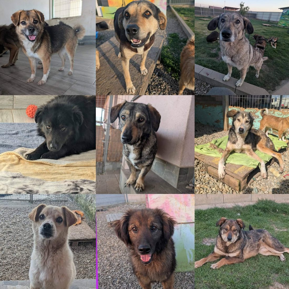 Gerettete Hunde aus Vrancea 16