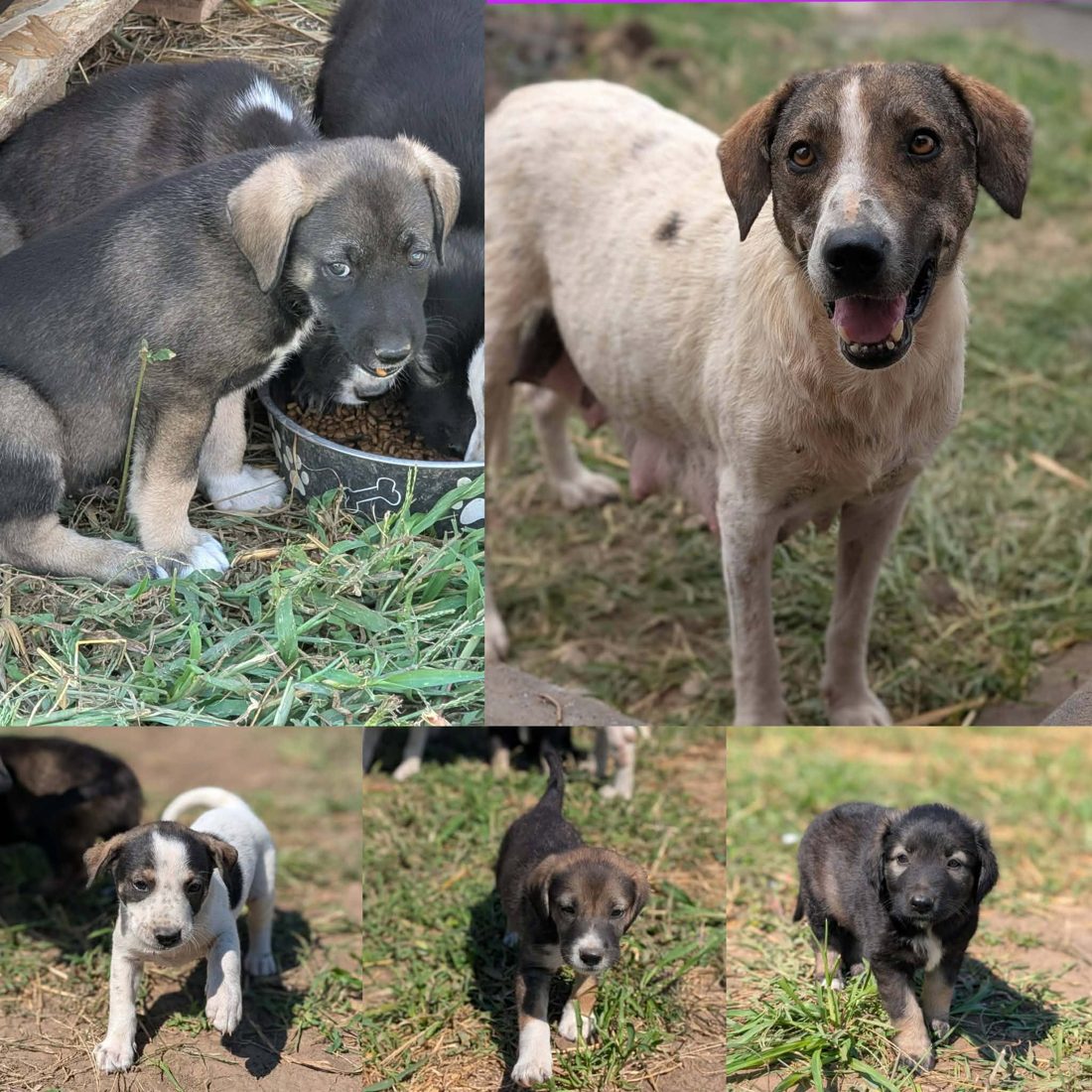 Gerettete Hunde aus Vrancea 17