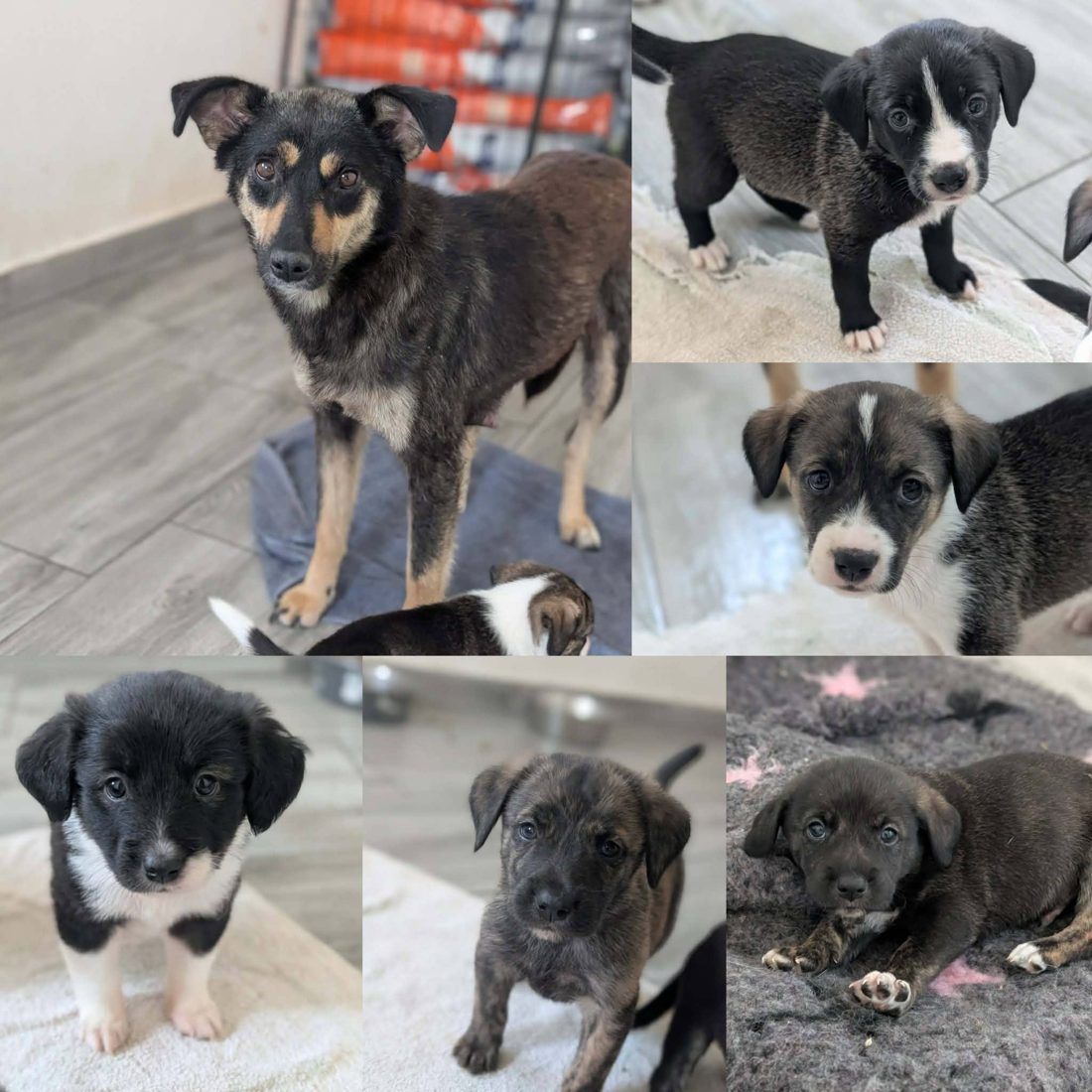 Gerettete Hunde aus Vrancea 18