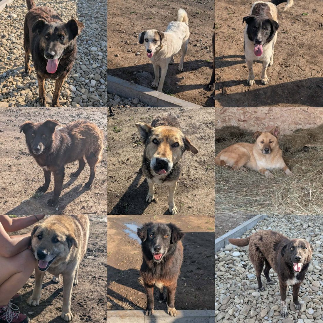 Gerettete Hunde aus Vrancea 19