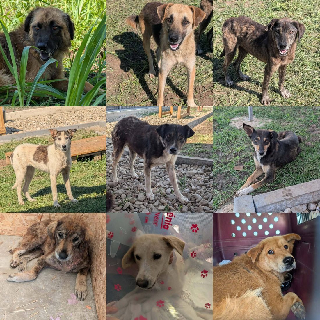 Gerettete Hunde aus Vrancea 20