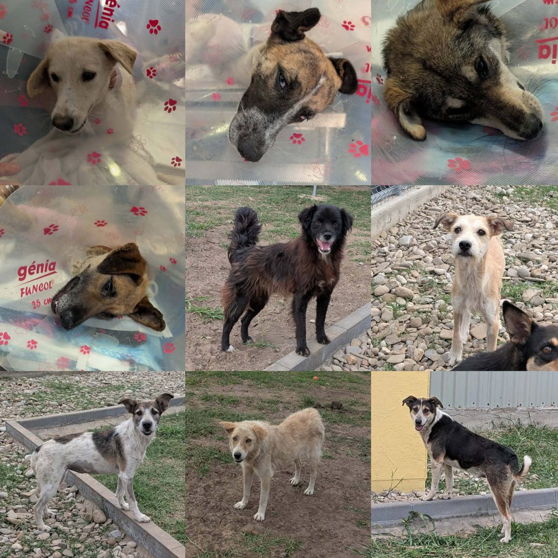 Gerettete Hunde aus Vrancea 21