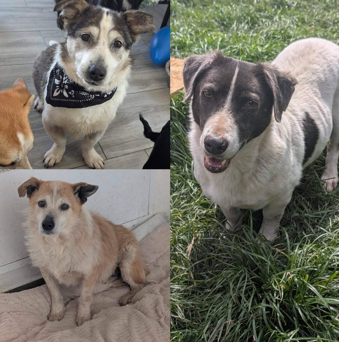 Gerettete Hunde aus Vrancea 22