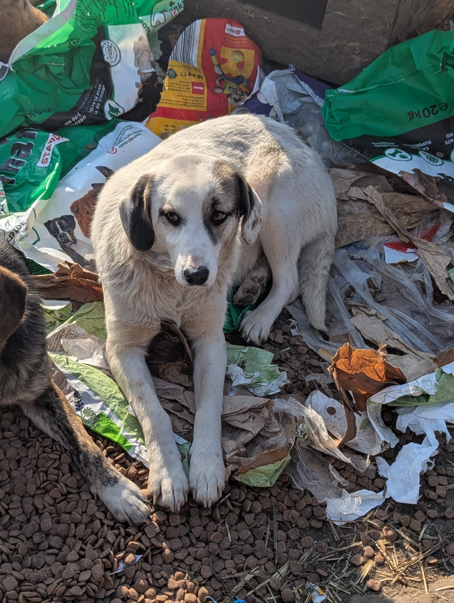 Realität in Vrancea Bild 2