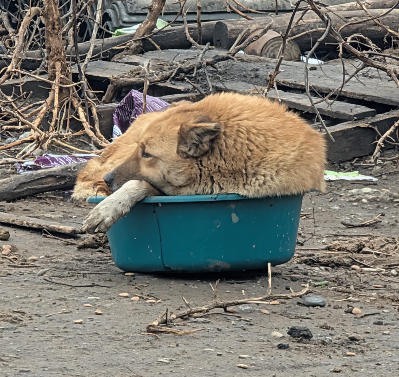 Realität in Vrancea Bild 6