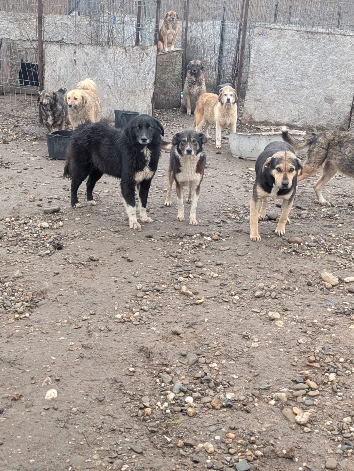 Realität in Vrancea Bild 7